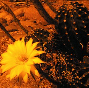 Cactus Night Blossom